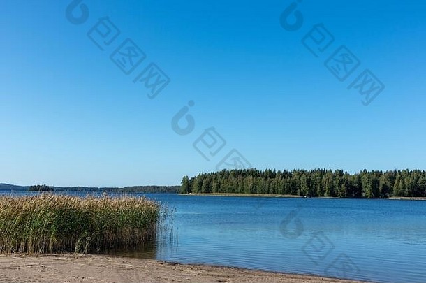 里德绿色草海滩海岸湖美丽的北欧夏天景观场景