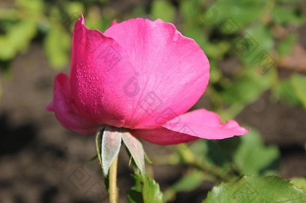 完美的夏天粉红色的<strong>玫瑰</strong>开花