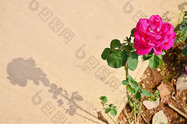 特写镜头粉红色的玫瑰花花园