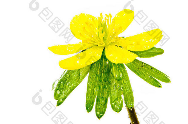 孤立的黄色的湿开花冬天乌头花eranthisHyemalis