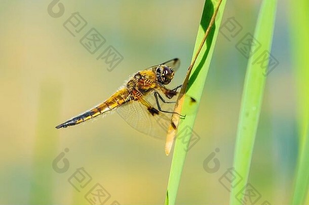 特写镜头four-spotted猎人蜻蜓quadrimaculatafour-spotted除油船蜻蜓休息阳光绿色已经