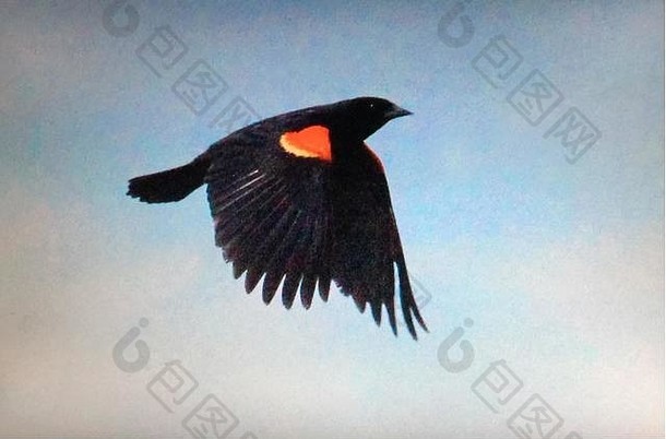 红翼黑鸟鸟北美国