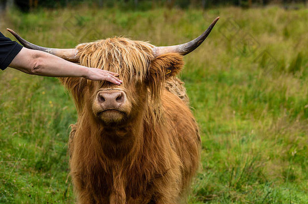 抚摸可爱的牛高地牛高地苏格兰曼联王国