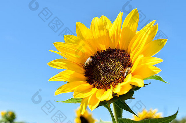 明亮的黄色的向日葵蜂蜜蜜蜂收集<strong>花</strong>粉