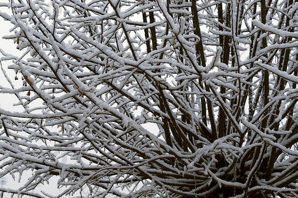 分支机构树覆盖雪托斯卡纳山冬天降雪红酒托斯卡纳意大利