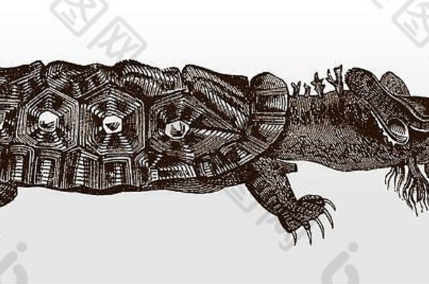 奇怪的眼睛眼睛切勒斯fimbriata淡水乌龟亚马逊奥里诺科河盆地一边视图古董插图
