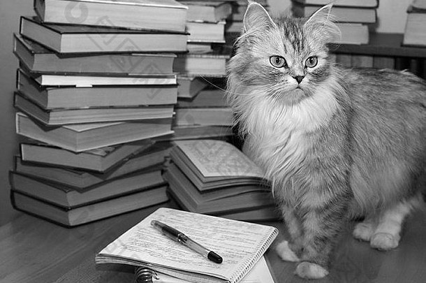 堆书灰色猫