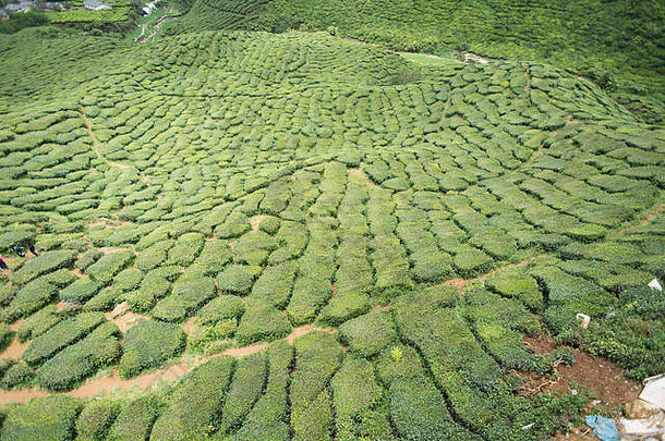 风景视图茶种植园景观位于卡梅隆高地彭汉<strong>马</strong>来西亚