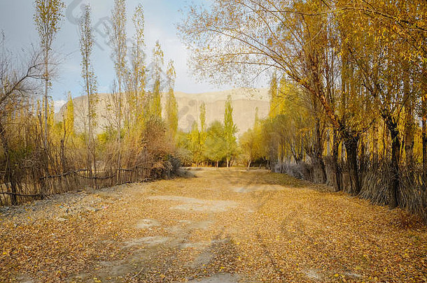 黄色的绿色叶子树秋天季节清晰的蓝色的天空色彩斑斓的树叶鸬鹚吉尔吉特巴尔蒂斯坦巴基斯坦
