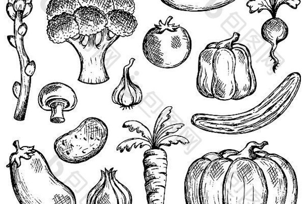 蔬菜主题集合图片插图