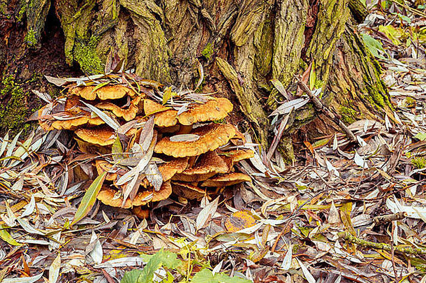 秋天蘑菇成立秋天福勒斯特