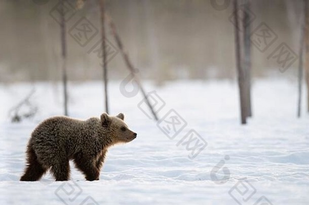 熊幼崽冬天森林冬天森林早....雾日出自然栖息地棕色（的）熊科学熊属arctosarctos