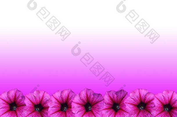 佩妮花框架紫色的背景