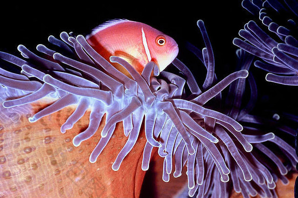 粉红色的小丑鱼安菲普瑞恩佩里德拉翁宿主海葵异形目不错啊共生的关系巴厘岛印尼