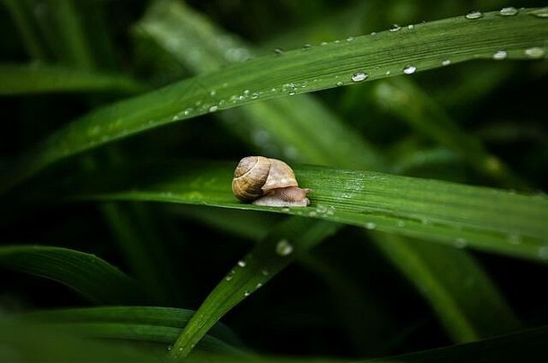 蜗牛绿色叶子覆盖水滴