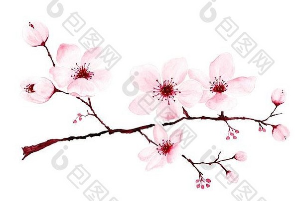 水彩樱桃开花分支机构手画春天夏天装饰樱花设计插图孤立的白色背景