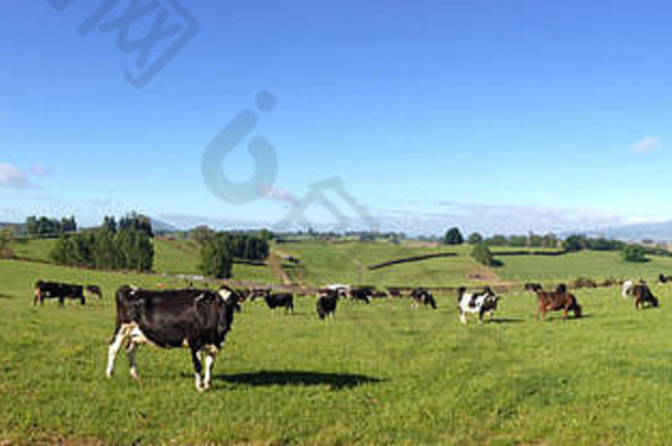 乳制品牛围场新西兰