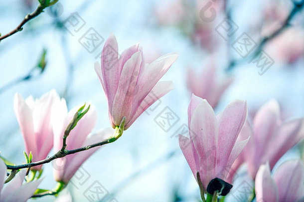 开花木兰树人口覆盖美丽的新鲜的粉红色的花春天