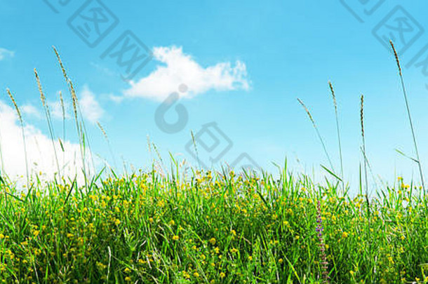 草地绿色草蓝色的天空
