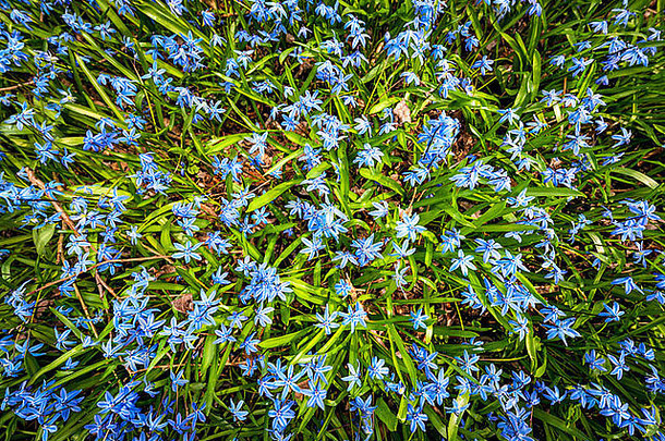 早期春天蓝色的花雪之华盛开的阳光明媚的春天草地视图