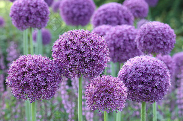 大集团葱属植物《角斗士》种植常年边境给飞溅lilac-purple颜色轮正直的高花头