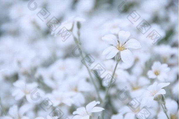 关闭白色花铈tomentosum观赏植物石竹科家庭