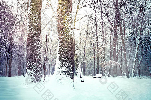 冬天森林自然雪景观户外背景