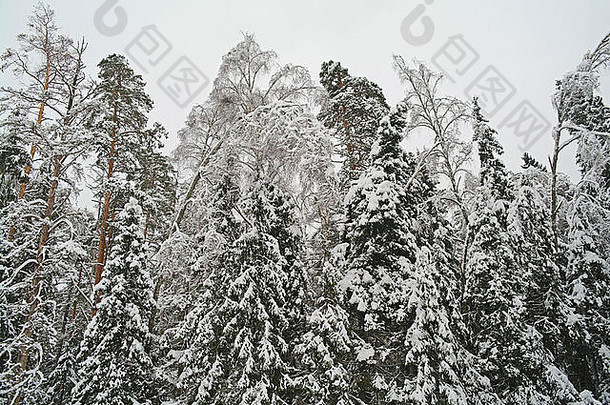 冷杉森林冬<strong>天降</strong>雪莫斯科地区俄罗斯