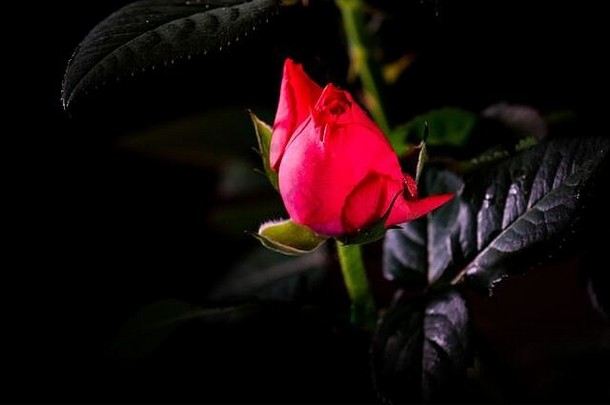 美丽的玫瑰关闭黑色的背景