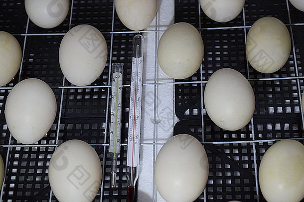 孵化器结论鸡小鸭鹅设备家庭鸡蛋麝香的鸭说谎