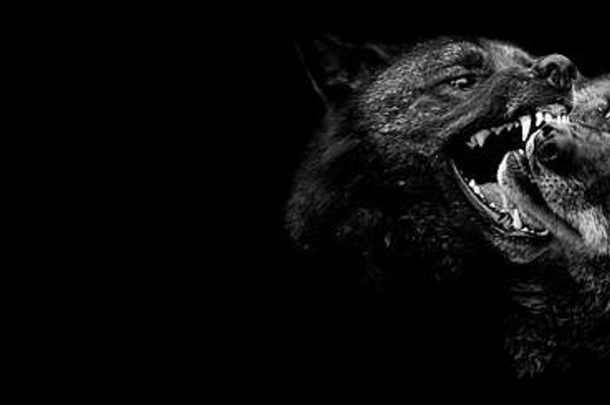 黑色的狼战斗黑色的背景