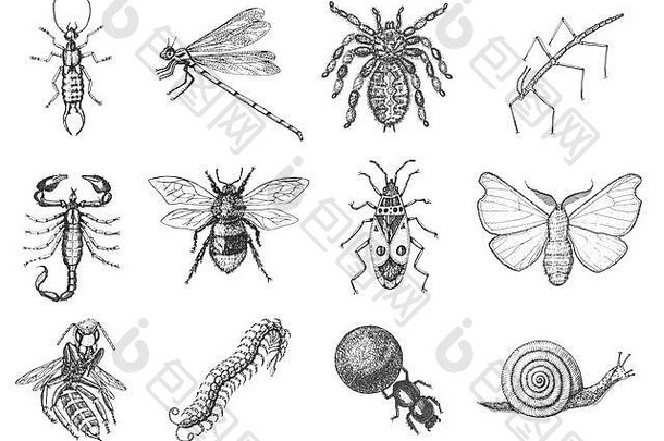 蜗牛蜜蜂蜻蜓蝴蝶蝎子蜘蛛昆虫错误甲虫物种古董手画风格刻插图