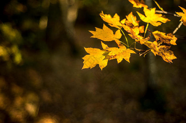 金秋天的叶子阳光深背景林地景观牛津大学