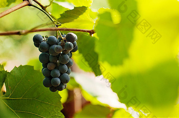 新鲜的美味的成熟的葡萄葡萄园