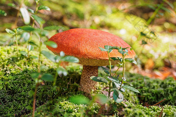 大阿斯彭蘑菇森林秋天森林蘑菇挑选季节红顶黑星病茎可食用的牛肝菌大美丽的蘑菇红色的