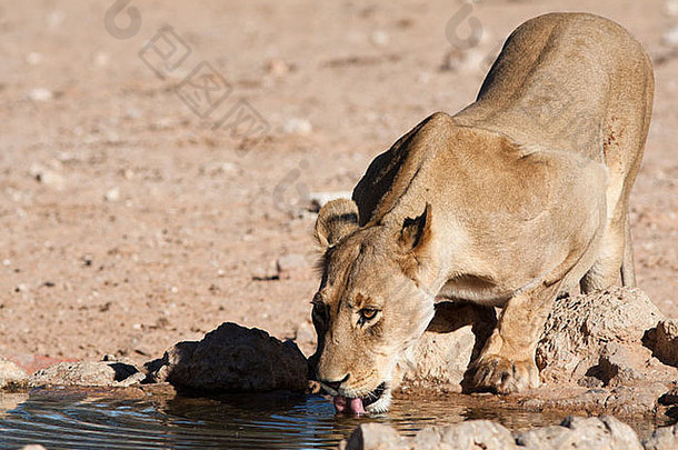 非洲母狮喝水潭喀拉哈里沙漠沙漠