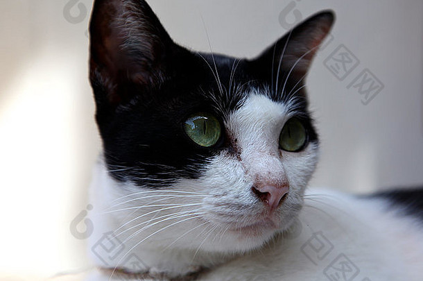 黑色的白色猫绿色眼睛