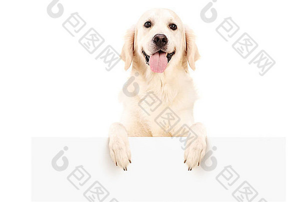 寻回犬狗站白色面板孤立的白色背景