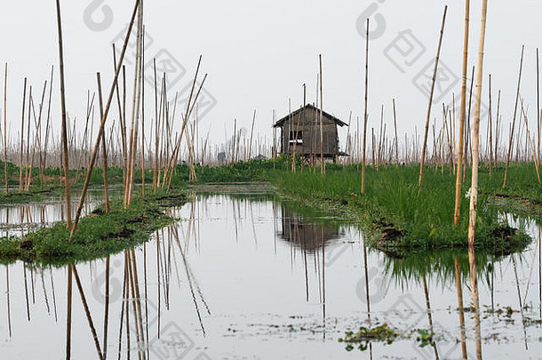 破旧的竹子小屋taunggyi浮动蔬菜花园茵莱湖缅甸