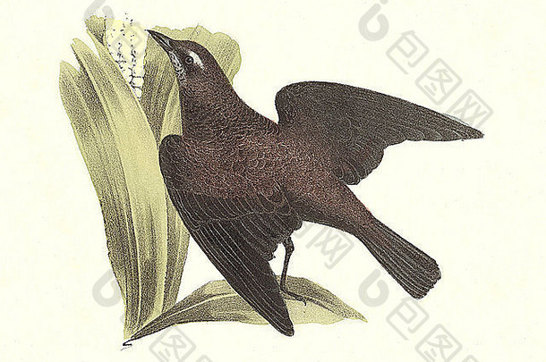 生锈的乌鸦黑鸟生锈的黑鸟生锈的白头翁之类奎斯卡鲁斯铁线虫但品种卡罗来纳州古董鸟平版印刷詹姆斯凯鸟