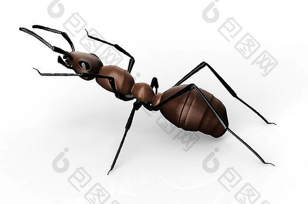 黑色的蚂蚁孤立的白色背景