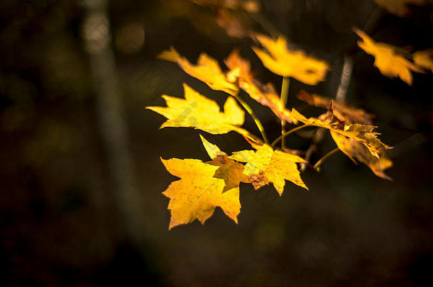 改变秋天的场枫木叶子阳光林地景观