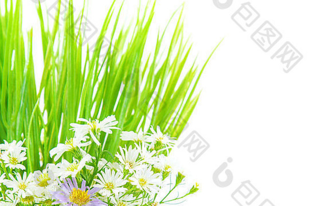 新鲜的黛西花绿色草边境孤立的白色背景春天时间季节自然装饰