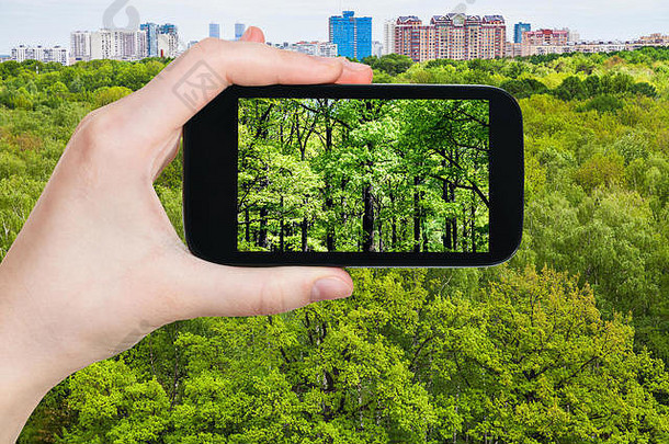 季节概念旅游照片橡木树绿色夏天森林城市智能手机