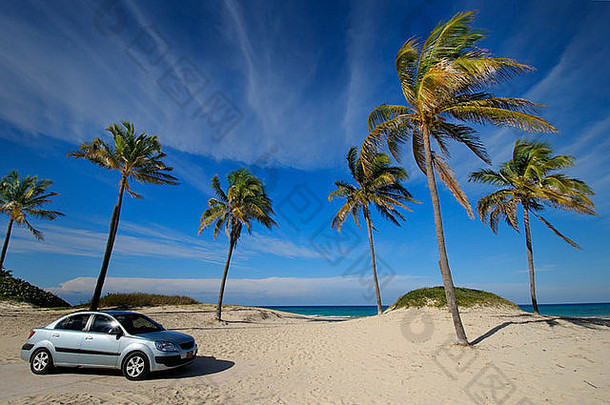 热带古巴海滩椰子棕榈树现代车