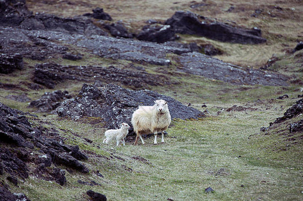 冰岛<strong>羊</strong>后代