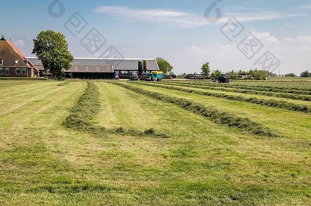 农场荷兰省弗里斯兰地区盖斯特兰有土地加工过的拖拉机干