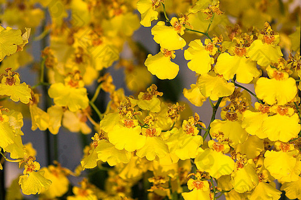 兰花明亮的黄色的花显示黑暗黄色的列喉咙唇