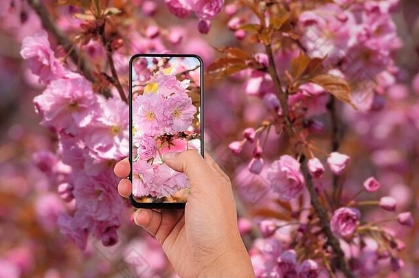 女人手智能手机采取照片盛开的樱花花