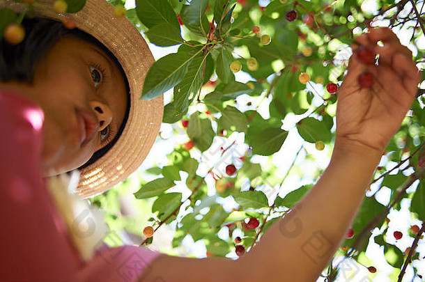 美丽的关闭可爱的亚洲女孩挑选新鲜的成熟的红色的樱桃树果园夏天阳光